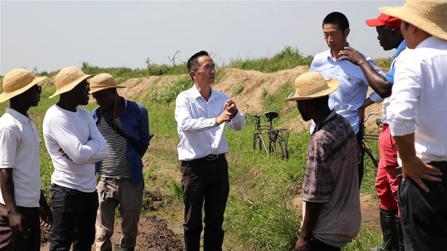 种植中国杂交水稻改变布隆迪农民生活
