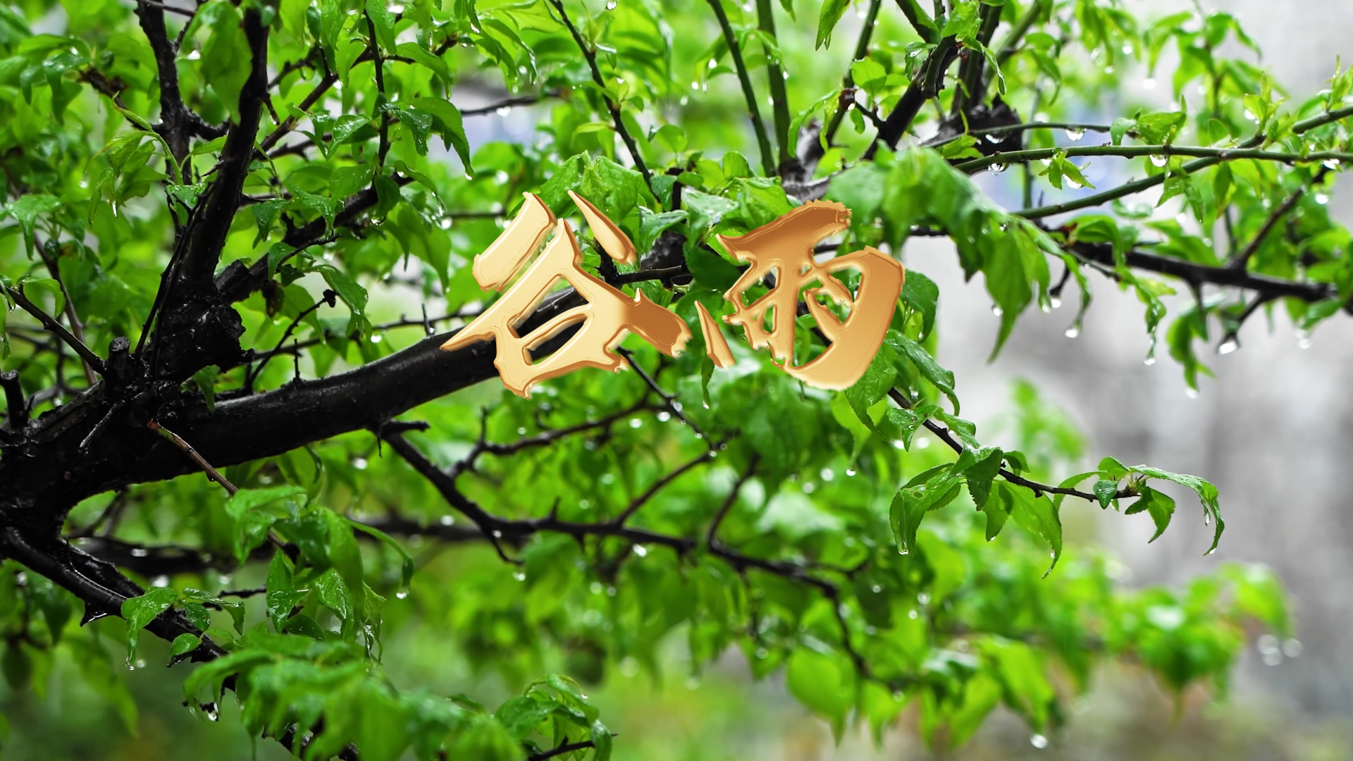 战友你好 今日谷雨