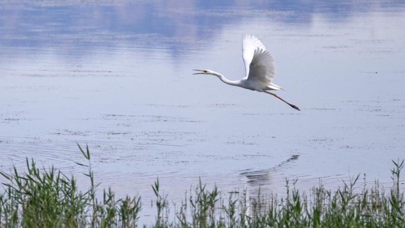 从“酱油湖”到“候鸟天堂”：乌梁素海的绿色蝶变