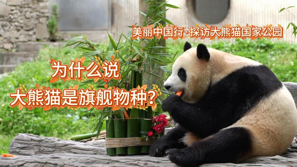 美丽中国行·探访大熊猫国家公园丨为什么说大熊猫是旗舰物种？